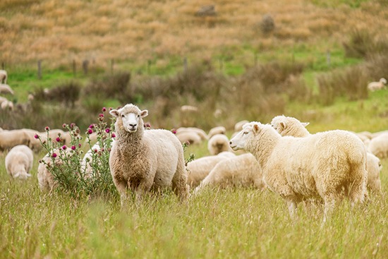 New Zealand Sheep